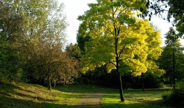 <p><em>Deze populaire cultivar van de Valse acacia (Robinia pseudoacacia 'Frisia') is een vondst uit 1935 van de boomkweker W. Jansen uit Zwolle.</em></p>