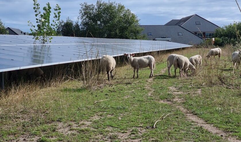 De stroom levert nog niets op, maar het gras valt in de smaak bij de schapen. 