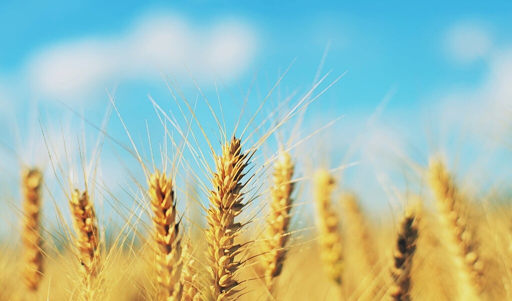 Vantaggi della semola di grano – Tutte le notizie da Albrandswaard