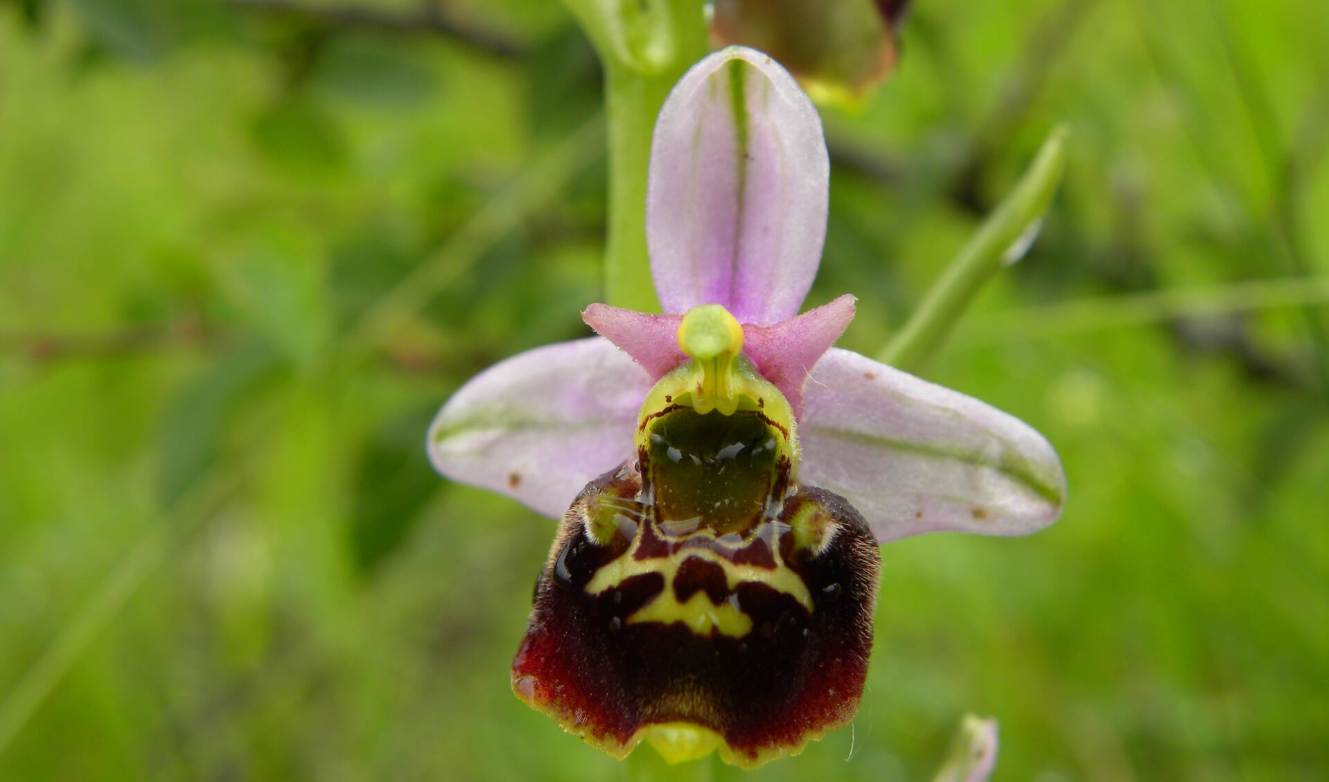 Deze orchidee heet passend hommelorchisviroin