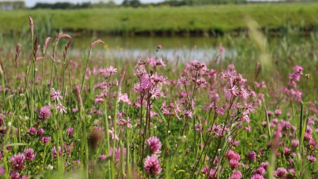 Werkzaamheden natuurvriendelijke oevers hervat