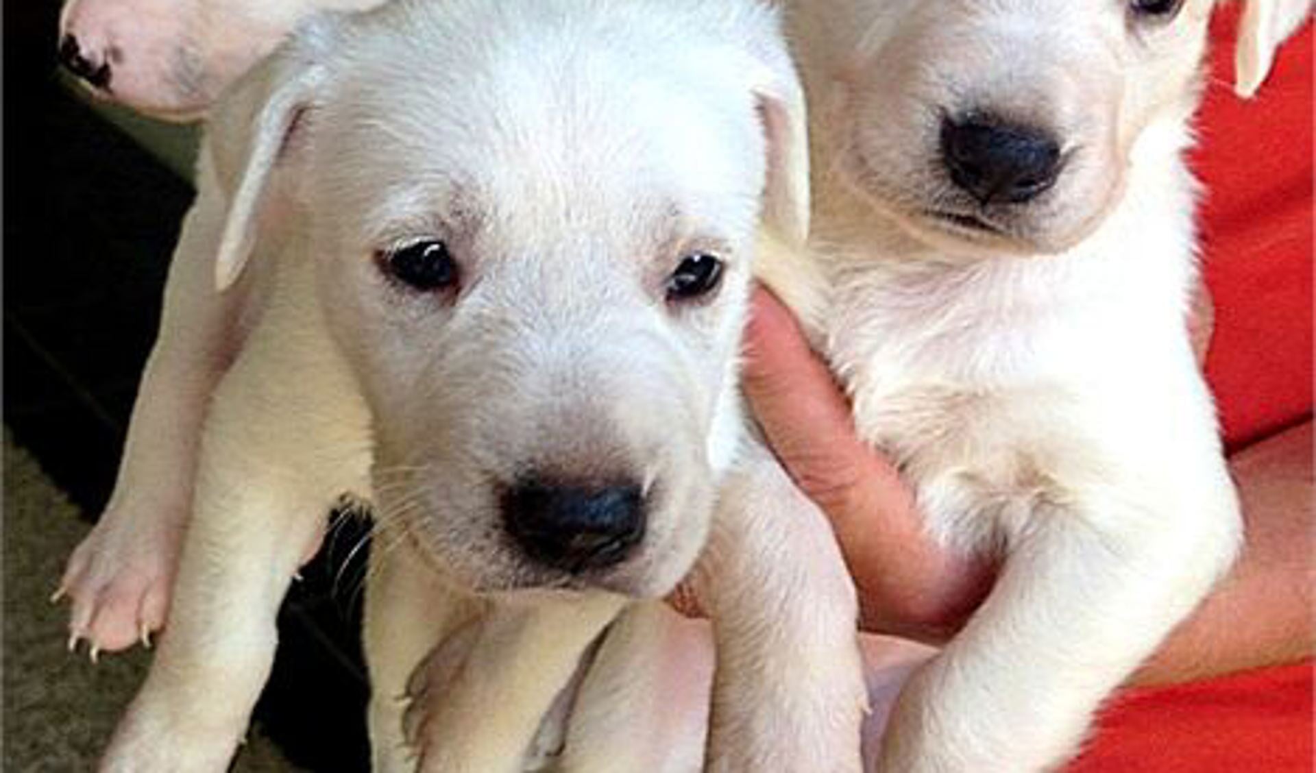 De drie puppies, Sofia, Mistral and Paloma, waarvoor een liefdevol huis wordt gezocht.