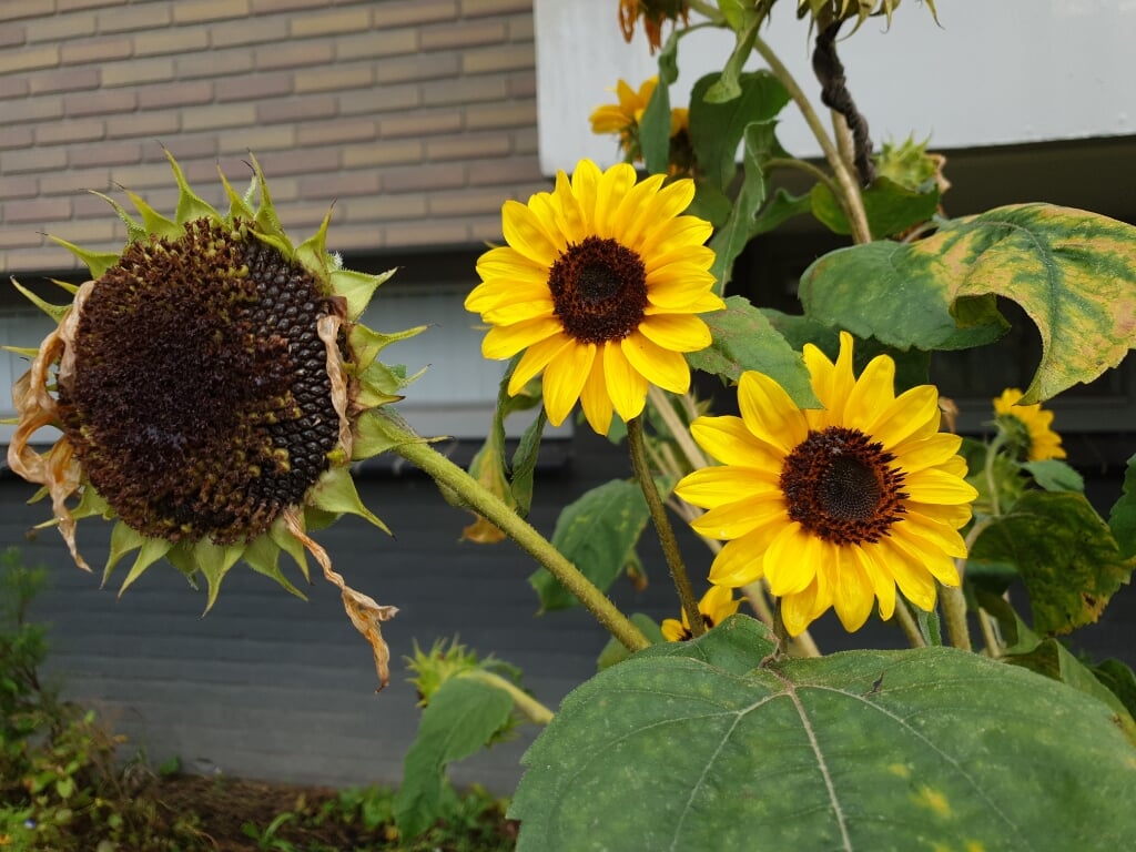 De laatste zonnebloemen langs de Schaatsbaan.