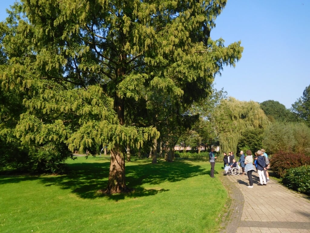 Watercipres of Chinese mammoetboom in park Buitenoord. 