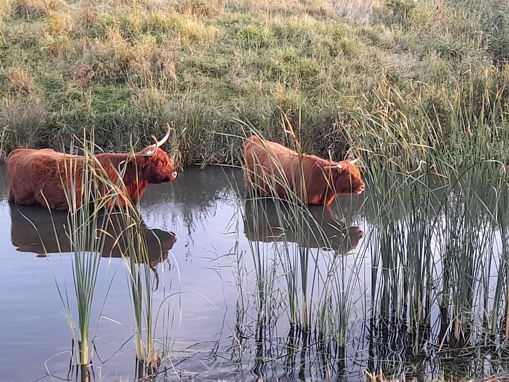 Pootje badende runderen in de Zuidpolder. (foto: Rijntje van Gent) 