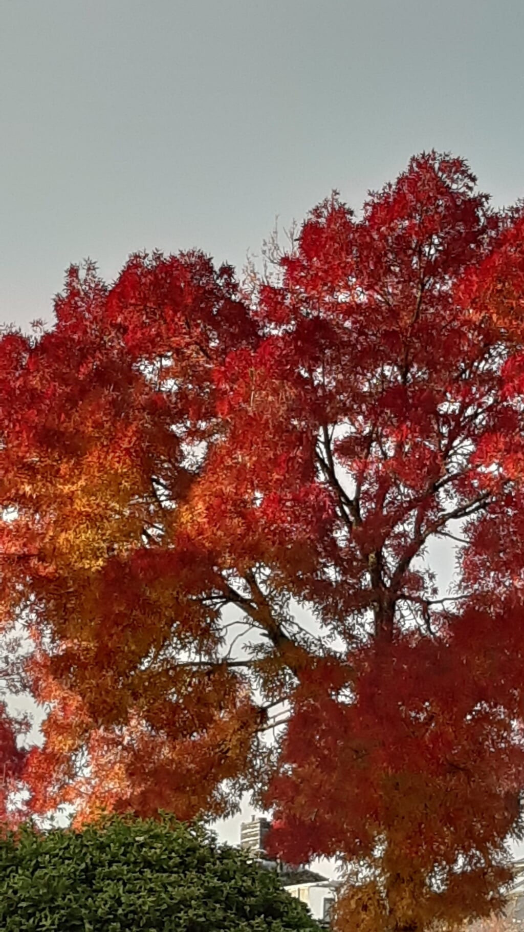 Herfstkleuren, gefotografeerd door Engelien van Ewijk-laurens.