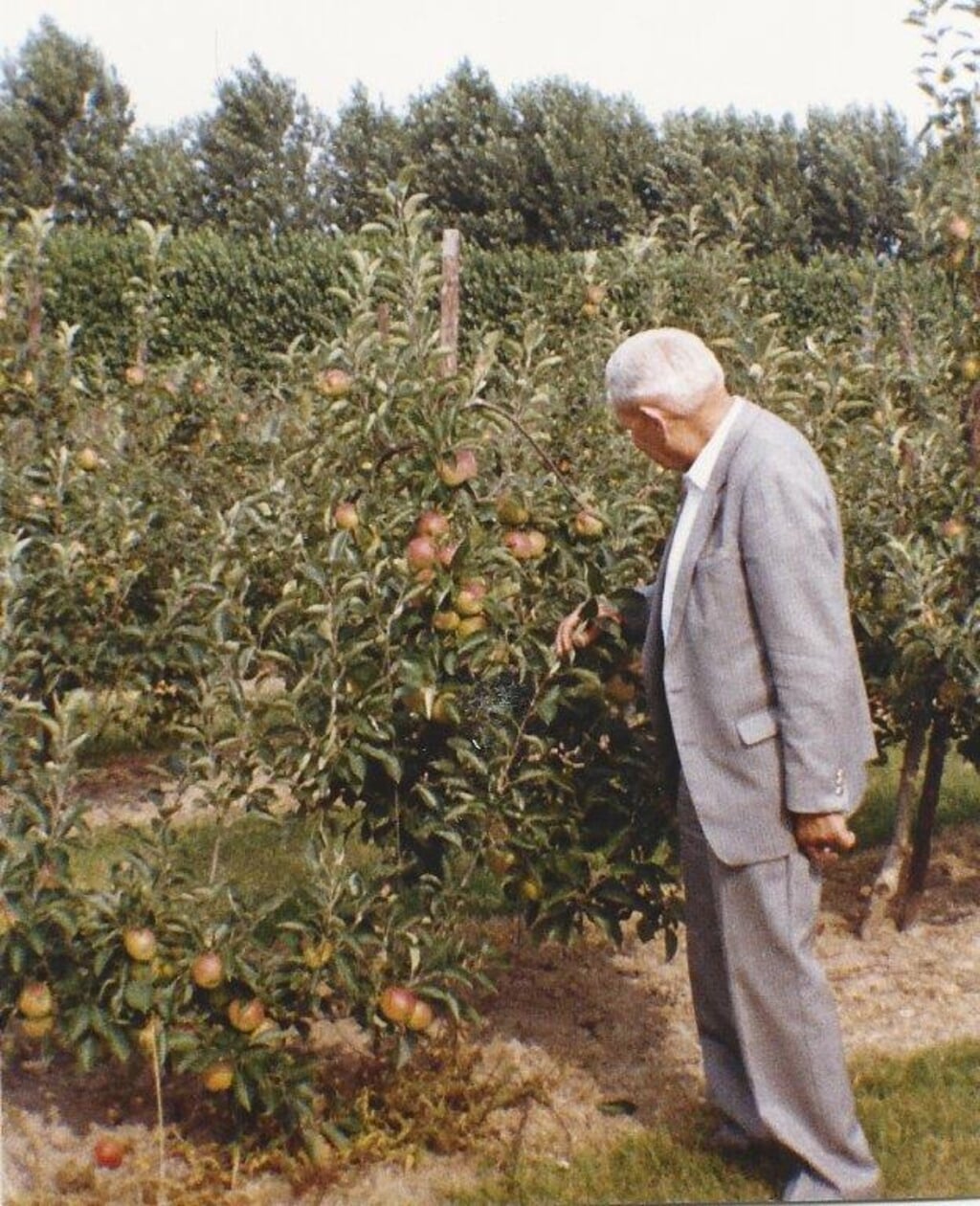 Leen Pons inspecteert zijn appels