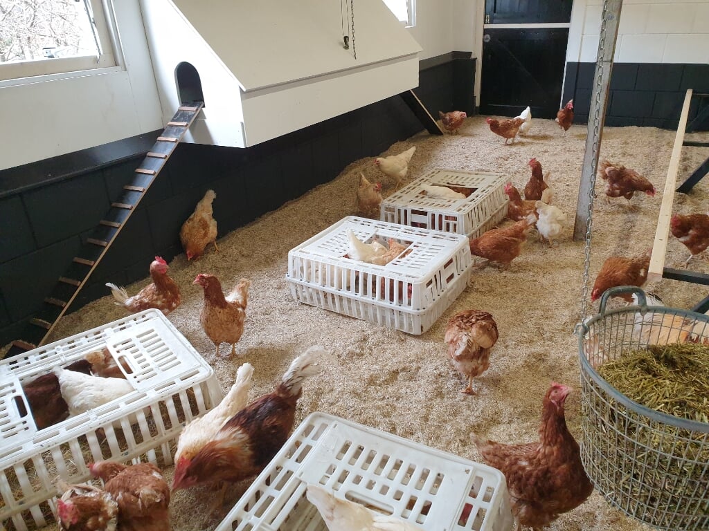 De kippen ontdekken hun nieuwe verblijf.