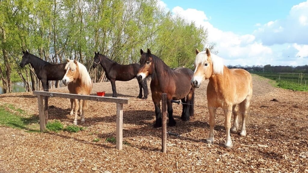 De paarden van Paddock Paradise, (foto: De Kleine Duiker)
