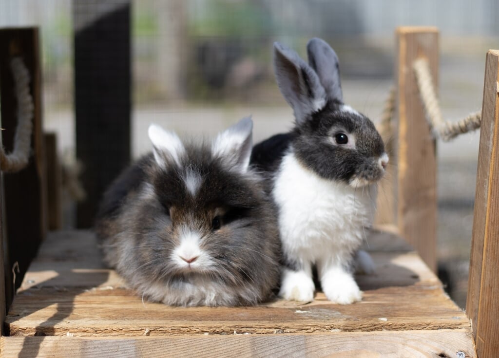 Komkommer en Loofje zijn twee van de konijntjes. 