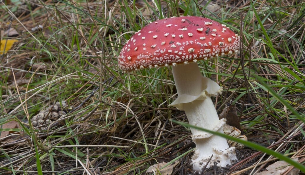 Rood met witte stippen, maar welke paddenstoel is het?