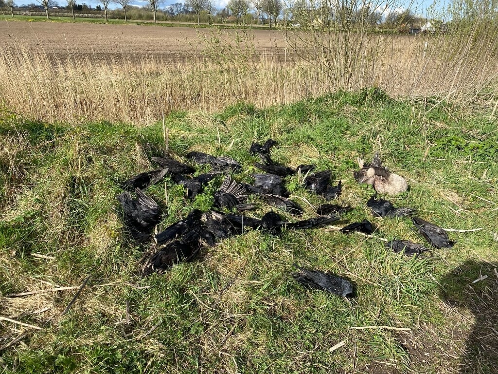 In Het Buijtenland zijn meerdere vogels doodgeschoten.