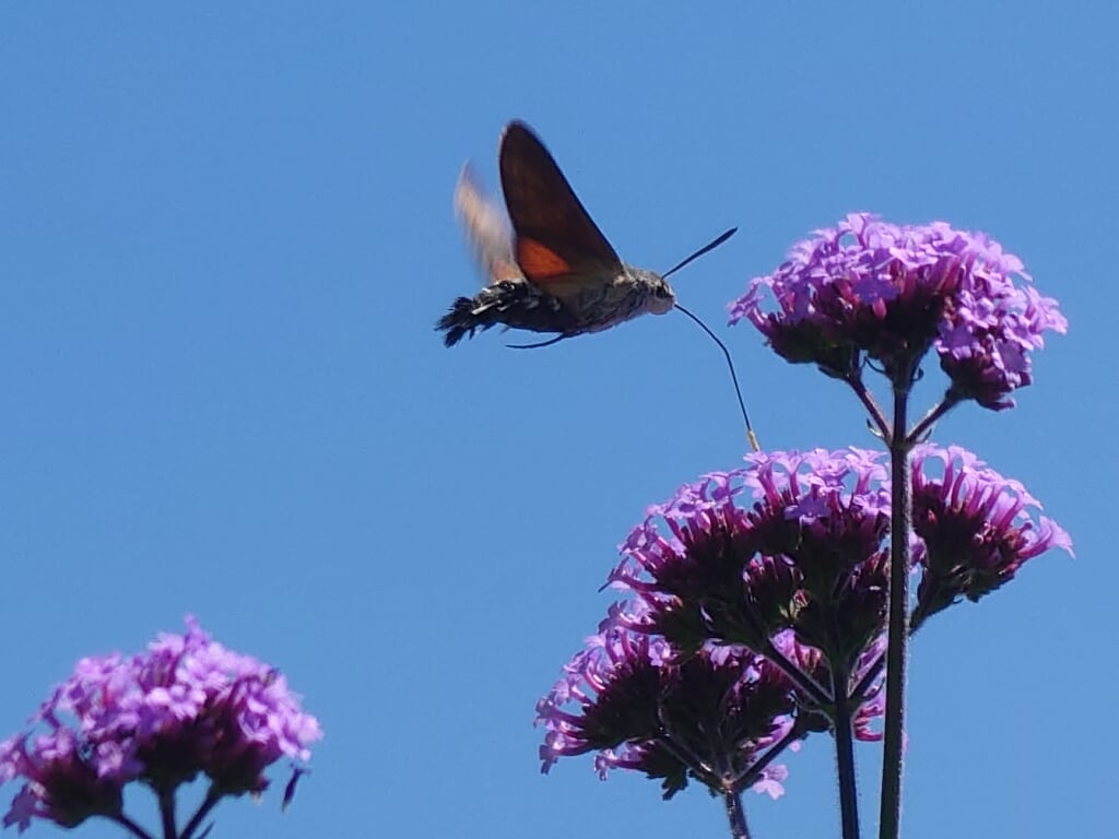 De kolibrievlinder, gezien in een wilde tuin in Barendrecht. (Foto: Marjolein Varekamp)