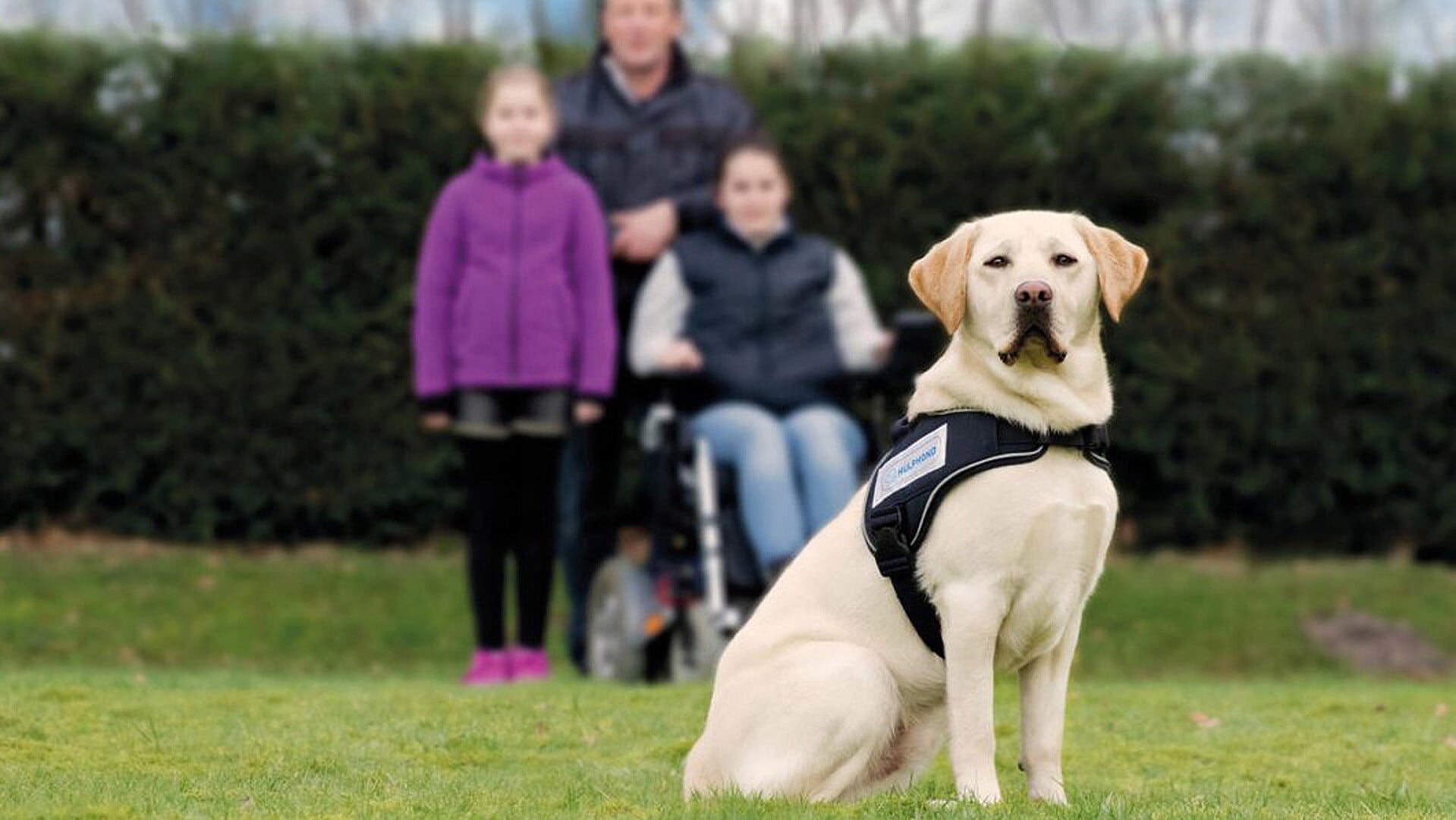 Hulphond labrador retriever