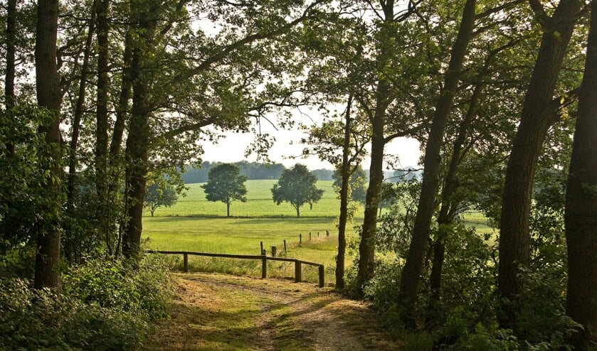 MARKELO - De natuur leeft zich uit in het Twentse landschap bij Markelo.