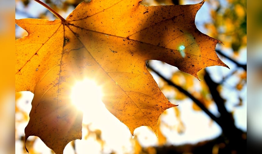 herfstblad