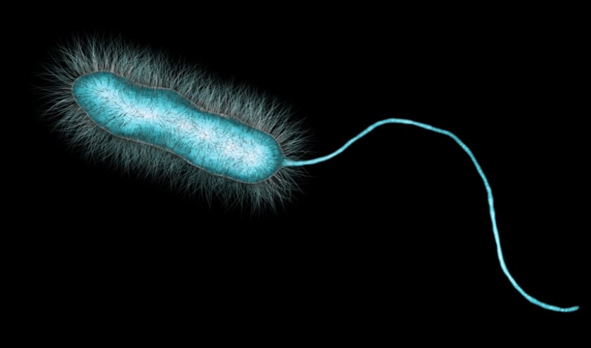 <p>De legionellabacterie. Deze kan grote gezondheidsklachten veroorzaken. Gelukkig kunnen we besmetting relatief eenvoudig voorkomen.</p>