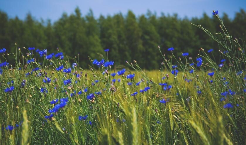 Cool Nature