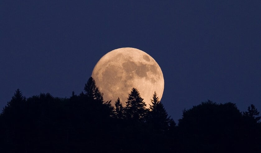 <p>Ontdek de mystiek van de silhouetten in het maanlicht. (foto: Staatsbosbeheer)</p>