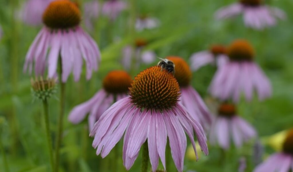 Op de bres voor de bijen, een bijenmengsel is verkrijgbaar bij stichting Natuurhus