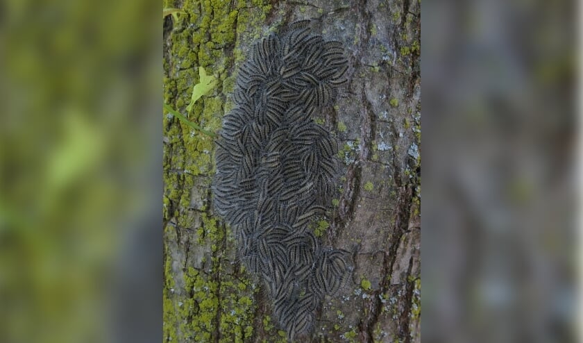 <p>Eikenprocessierupsen</p>