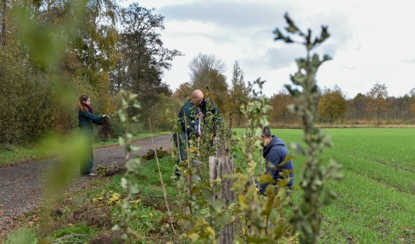 <p>Vrijwilligers aan het werk met het planten. Het streven is om de biodiversiteit te verbeteren. Foto: Jarno Calmeyn. </p>
