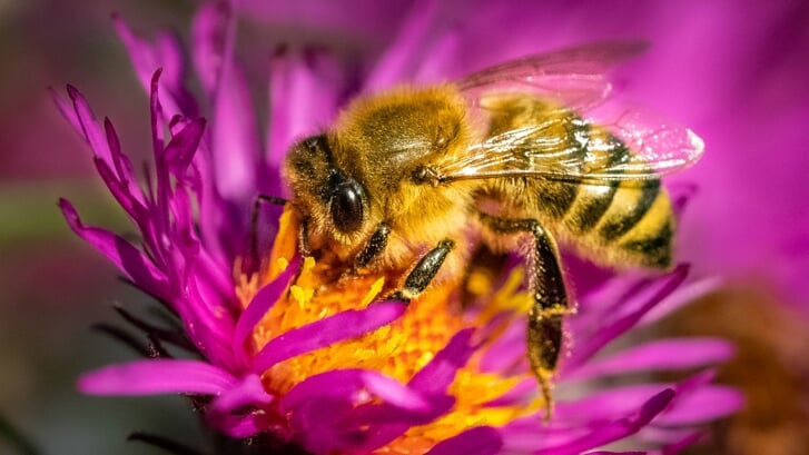 Bijen zijn zeer belangrijk voor het ecosysteem, helaas slinken hun aantallen.