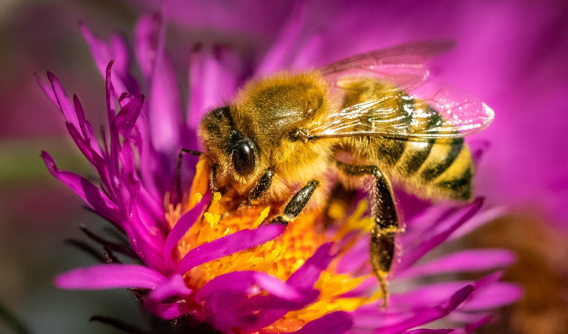 Proef kersverse honing. (Foto: Shutterstock)