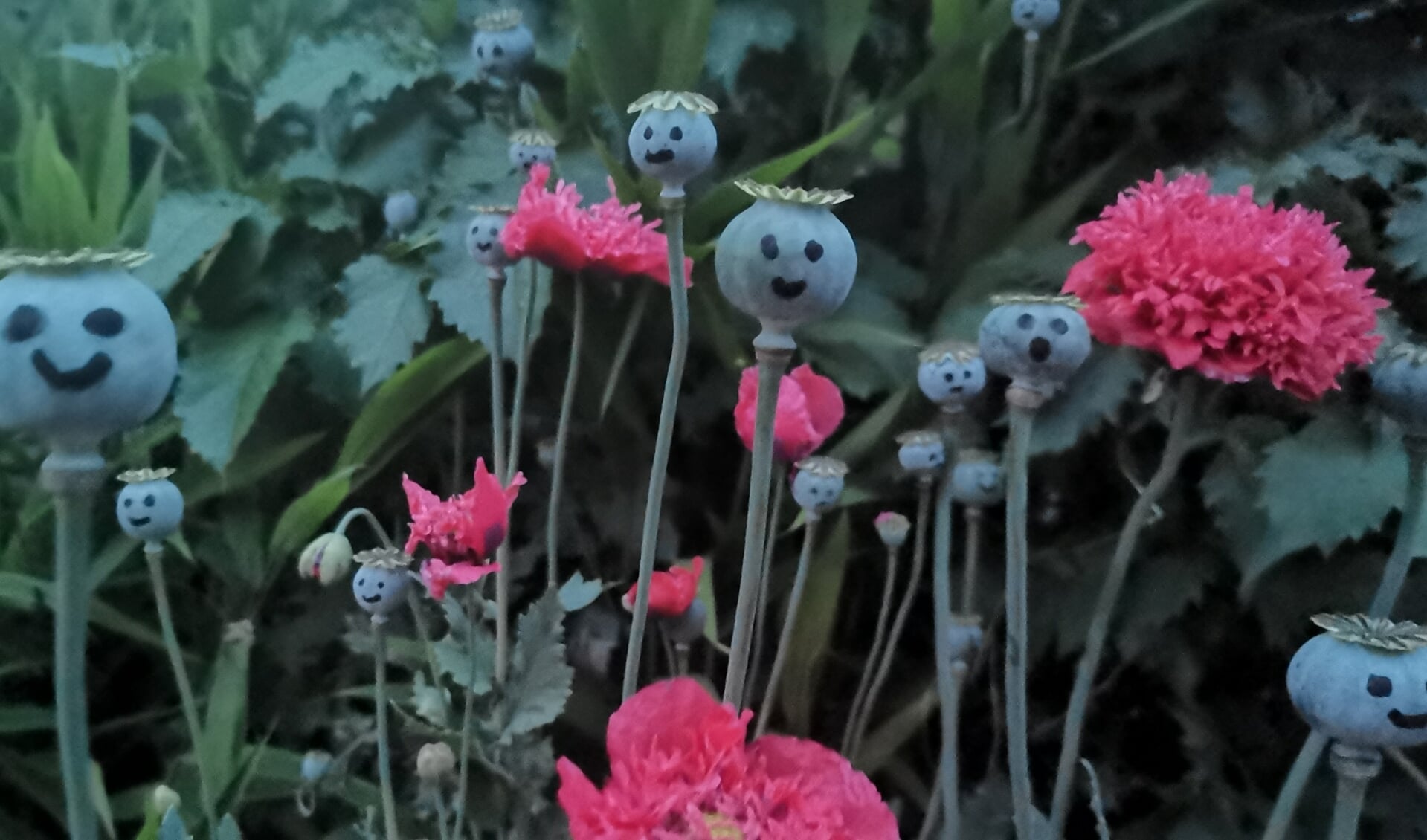 Glimlachende papaverbollen zijn er ook in Tuin Beckelo. 