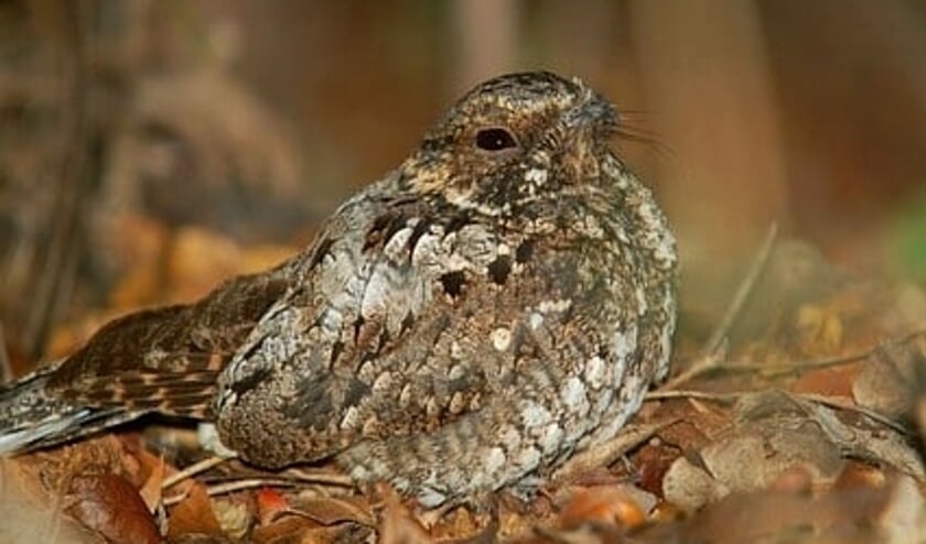 <p>De nachtzwaluw is een langeafstandstrekker die overwintert in tropisch Afrika en in Nederland broedt op o.a. heidevelden.</p>
