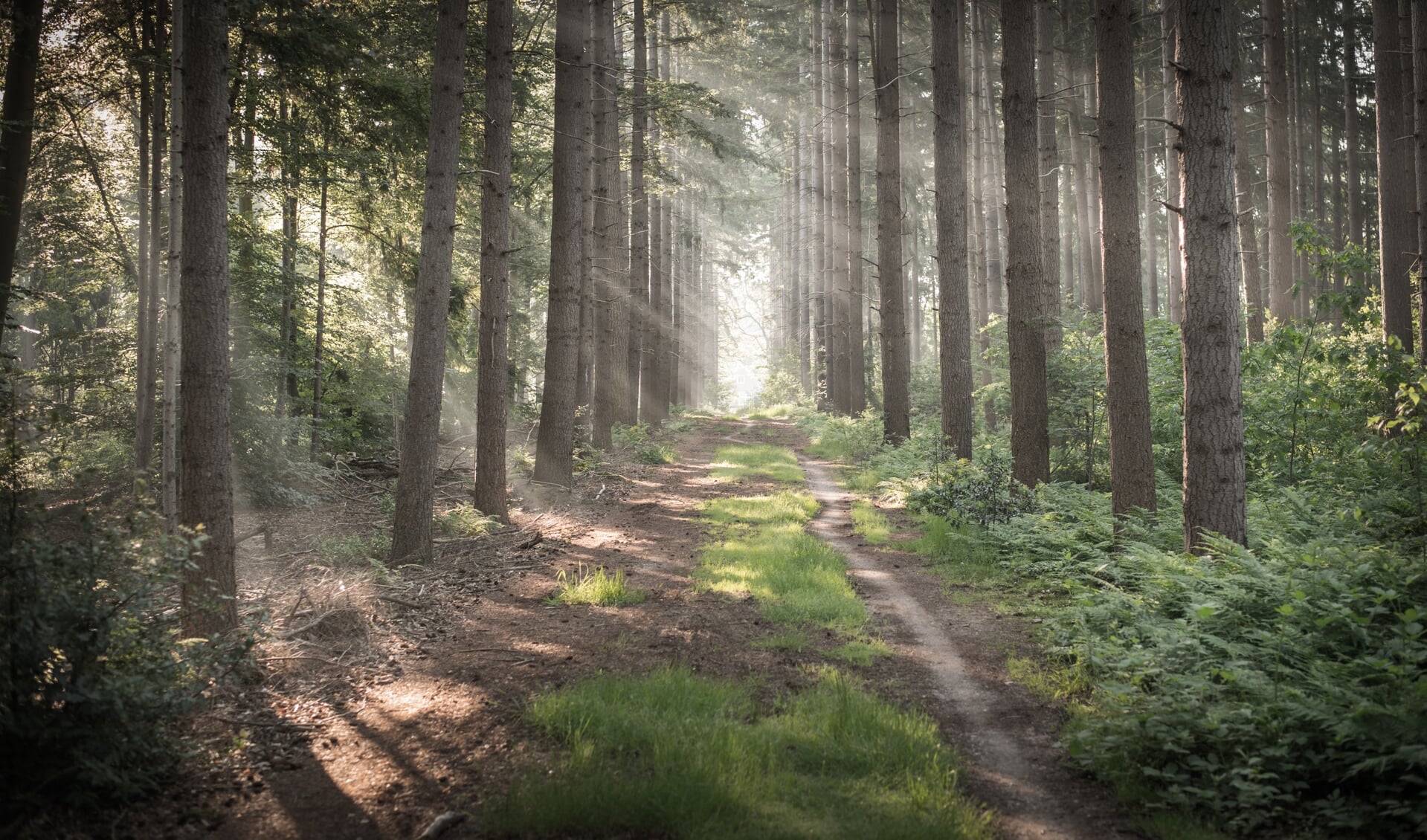 Wandel mee en ontdek de mooie Tubbergse natuur rondom de kernen. Wandelen op onverharde plekken waar je zelden komt; een leuke activiteit met een passende uitdaging!