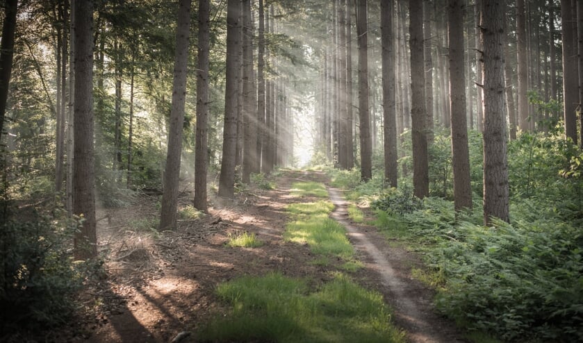 <p>Wandel mee en ontdek de mooie Tubbergse natuur rondom de kernen. Wandelen op onverharde plekken waar je zelden komt; een leuke activiteit met een passende uitdaging!</p>