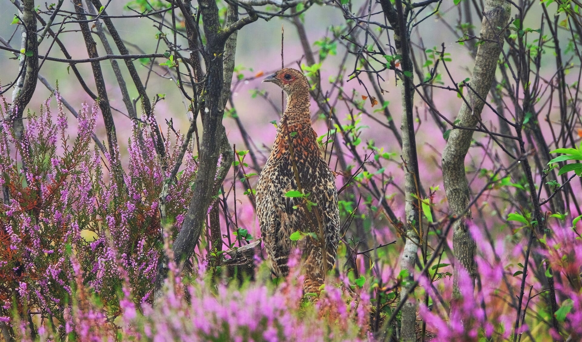 De fietsroute van De Welle voert u langs alle veertien winnende foto's van het project 'Het Mooiste Kiekje'. 