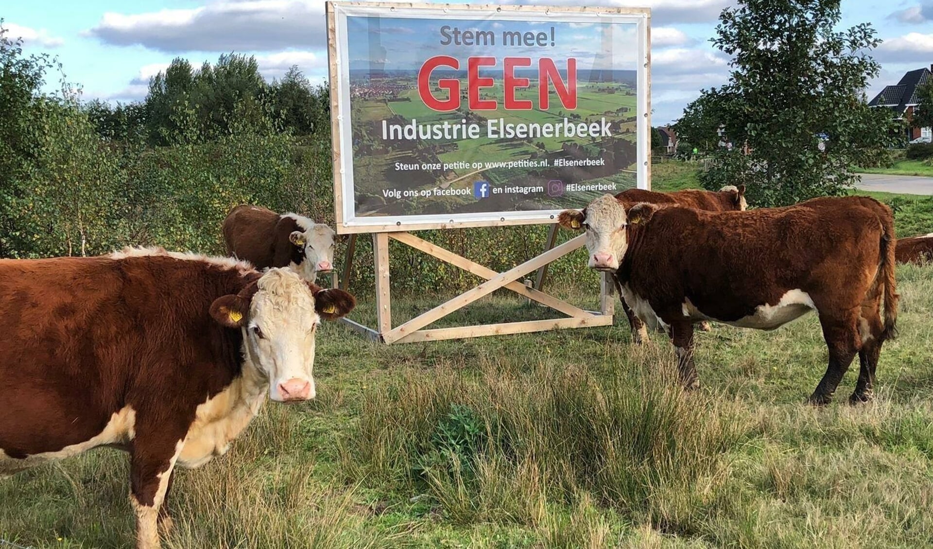 RIJSSEN - Koeien in het natuurgebied Elsenerbeek dat wordt bedreigd door nieuw industrieterrein.