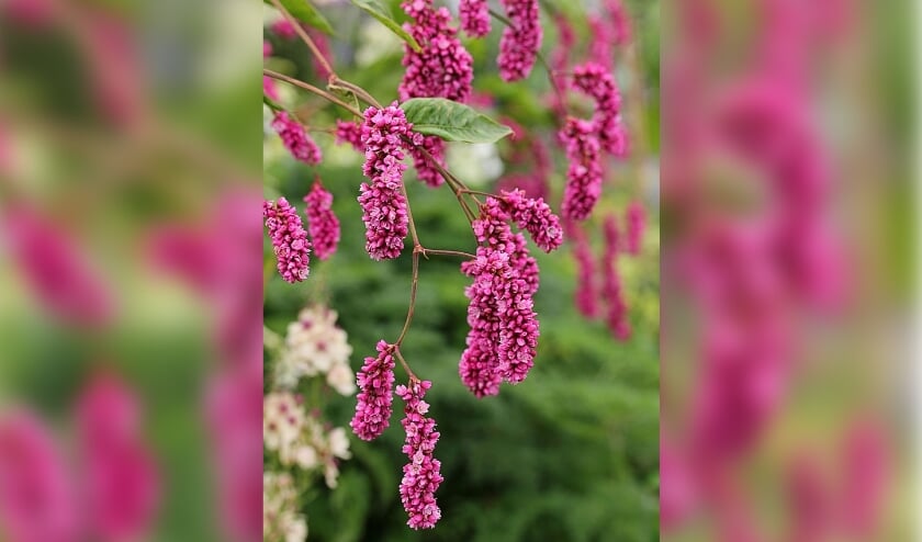 <p>Wilt u de naam van deze plant weten? Vraag het zondag aan Elly Roelvink en Lambertus Hoogeveen in Tuin Beckelo.</p>