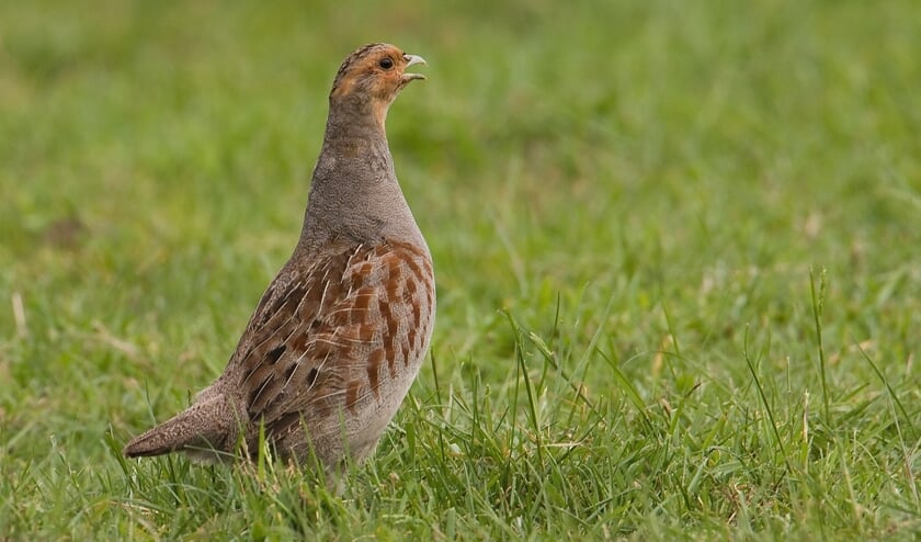 <p>RIJSSEN - Een patrijs die werd gesignaleerd in het natuurgebied dat industrieterrein dreigt te worden. Foto: Annelies Pluimers </p>