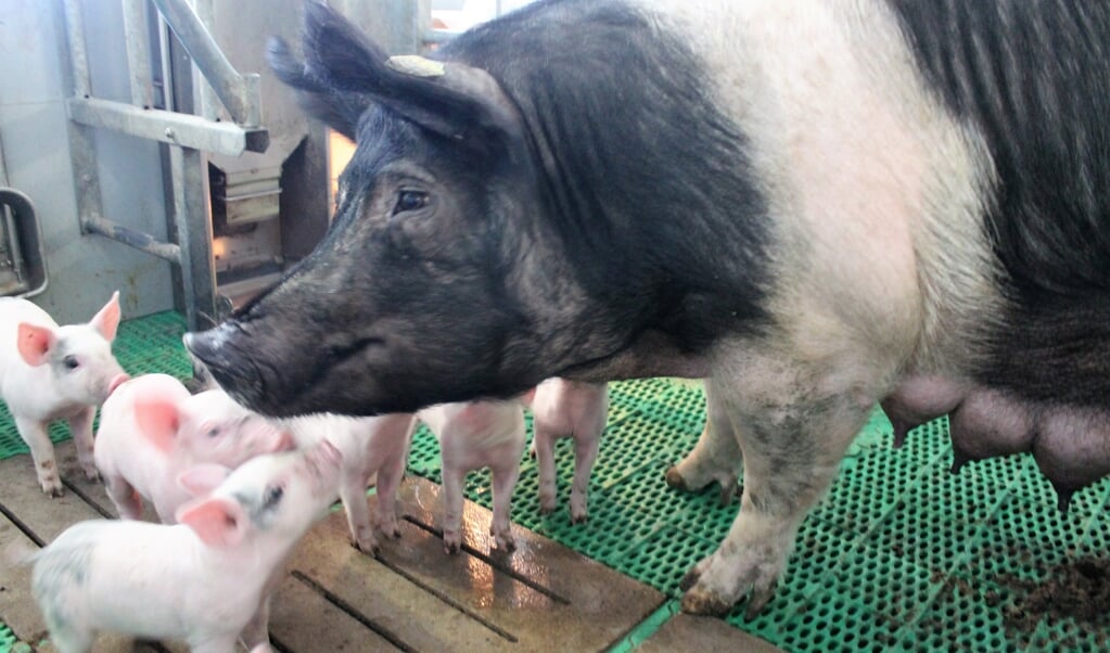 De familie Brummelhuis fokt een zeldzaam ras varkens, Terra varkens, waarvan er slechts 400 op de hele wereld zijn.