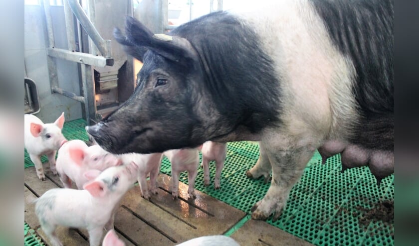 <p>De familie Brummelhuis fokt een zeldzaam ras varkens, Terra varkens, waarvan er slechts 400 op de hele wereld zijn.</p>