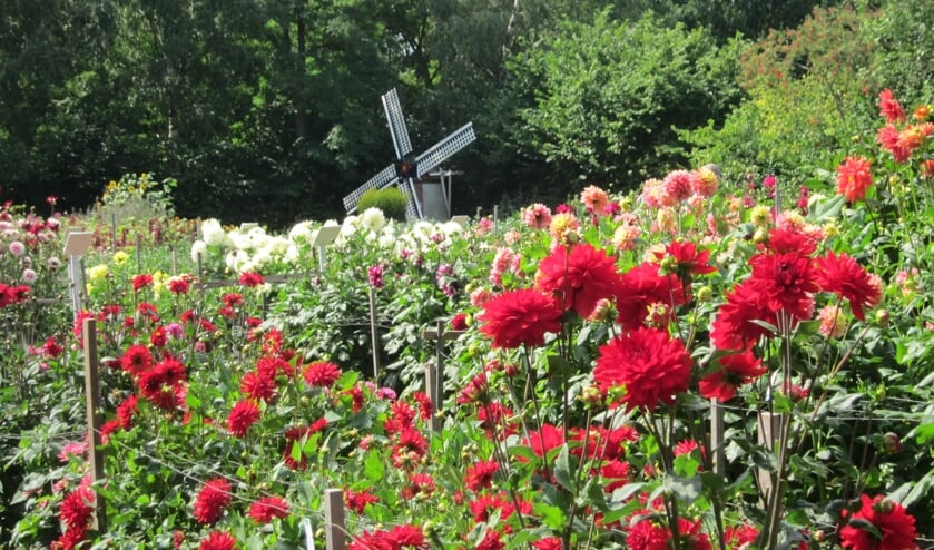 <p>De open dagen bij Bloemenvereniging Floralia zijn iets afgeslankt, maar daarom niet minder gezellig! Kom ook komend weekend.</p>