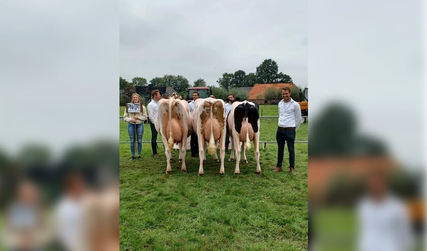 <p>Koeien bekijken: dat kon op de weide van De Haverkamp. Hier staan enkele koeien van het bedrijf Pinkert. Foto: PR. </p>