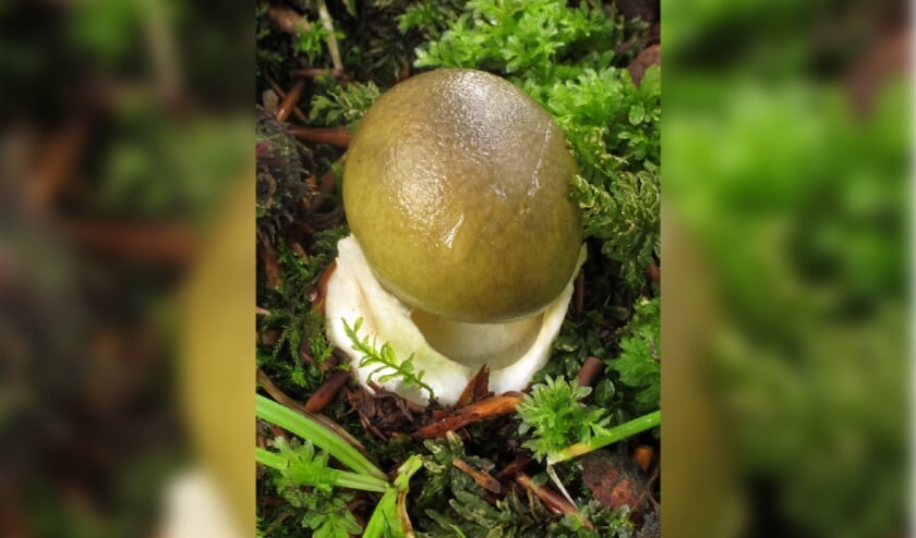 <p>De Groene Knolamaniet, genomen door Laurens van Run. Eén van de giftigste paddenstoelen ter wereld, lekker afblijven dus.</p>