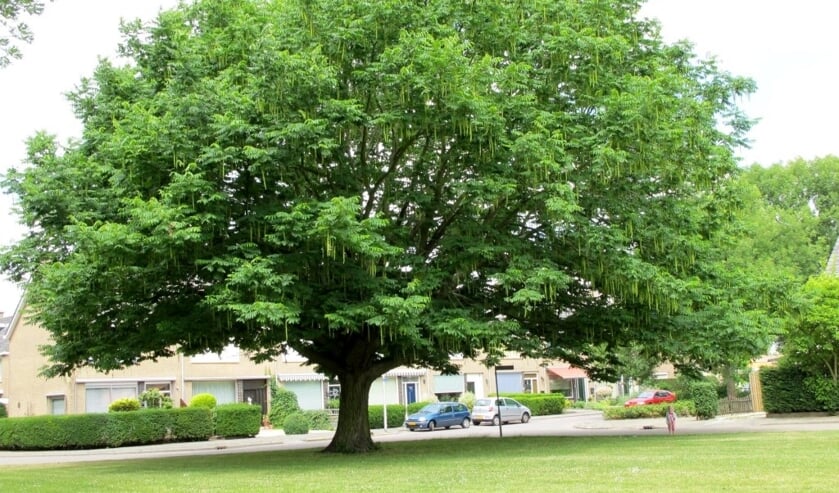 <p>Dit is de vredesboom van Almelo waar een herinneringsbordje wordt onthuld.</p>