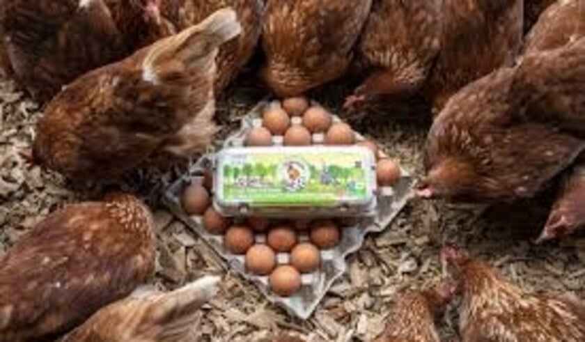 <p>De vogelgriep heeft een grote impact op de gehele pluimveesector, ook in onze regio.</p>