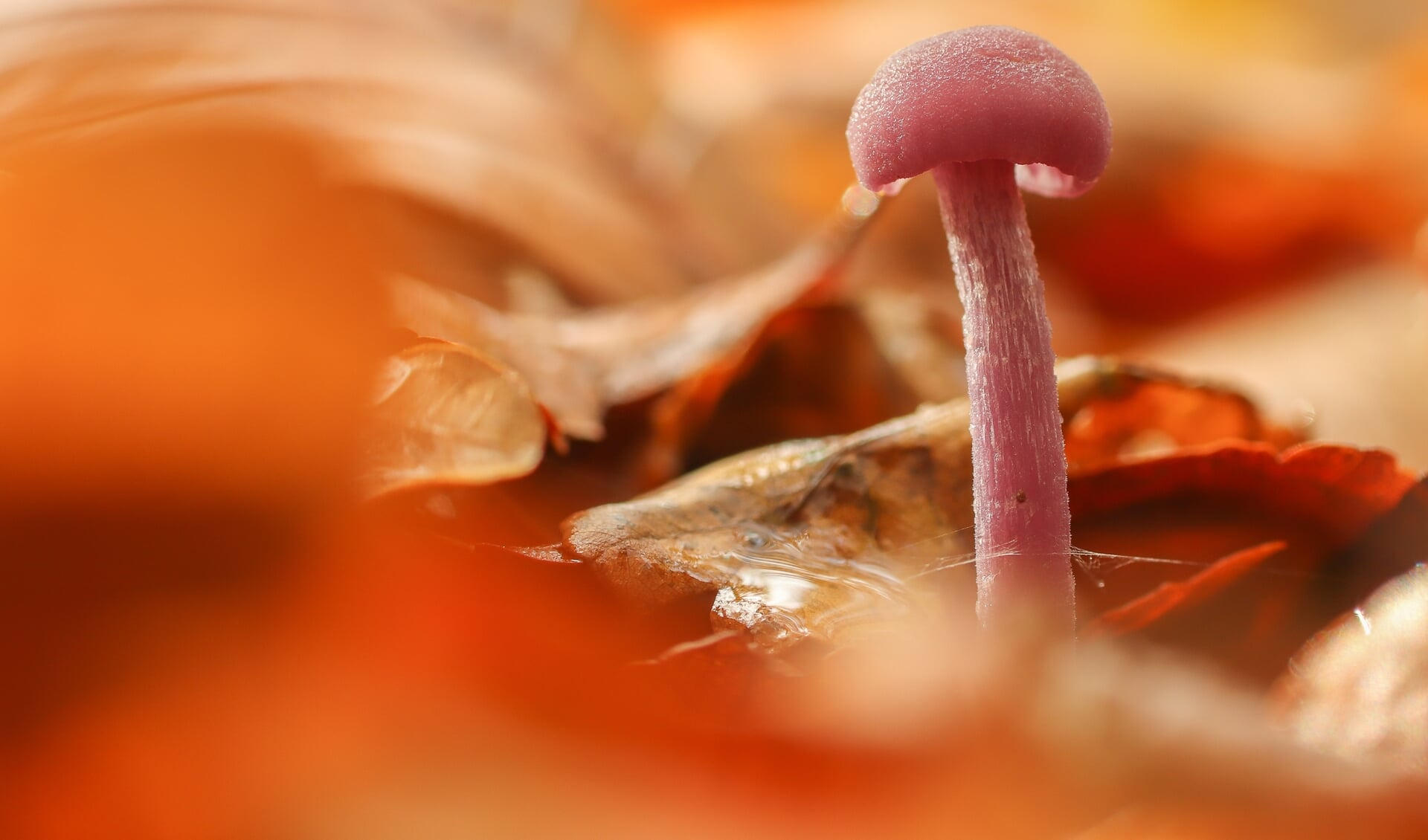 Met deze foto van een paddenstoel won Cindy Kuiphuis de categorie volwassenen.