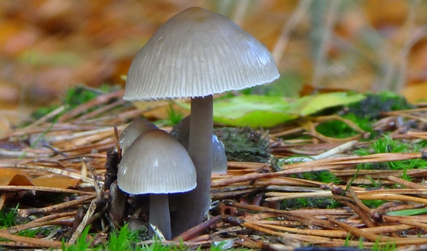 Tijl Harbers wordt gedeeld eerste bij de jeugd met deze foto van paddenstoelen. (foto: Tijl Harbers)