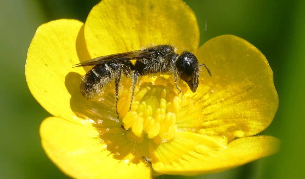 The Pollinators zetten zich al jaren in voor meer voedsel voor bestuivers en meer biodiversiteit.