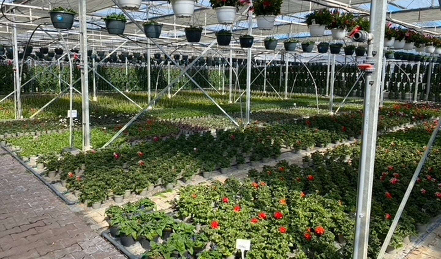 Ook planten in potjes of als hanging baskets zijn er verkrijgbaar. Voor iedere tuin en smaak is er een passend aanbod.