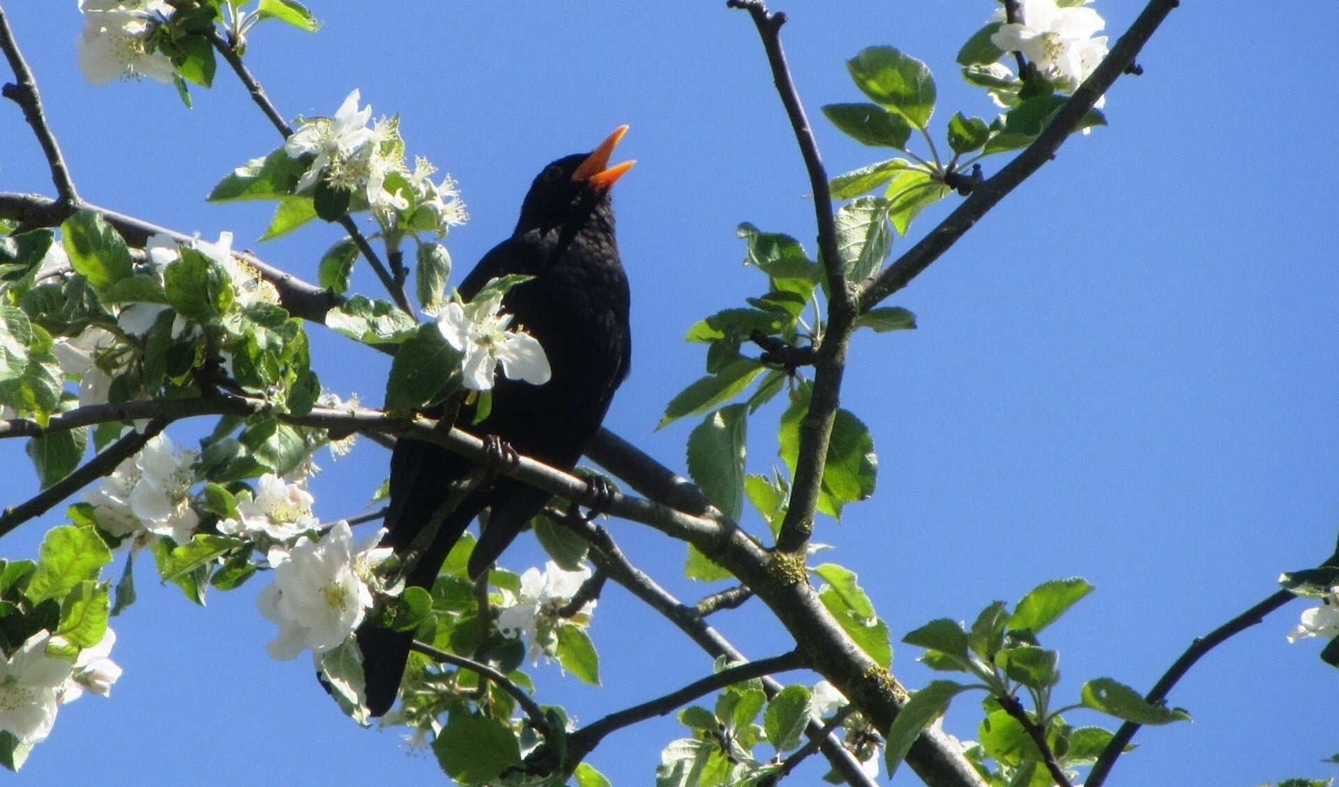 Vogelkenners vertellen welke vogels men hoort zingen tijdens de wandeling van IVN Hellendoorn-Nijverdal.