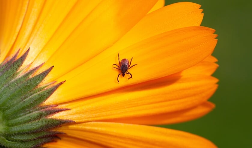 1 op de 3 tekenbeten wordt opgelopen in de tuin. Een beet van een teek kan vervelende gevolgen hebben, zoals de ziekte van Lyme.