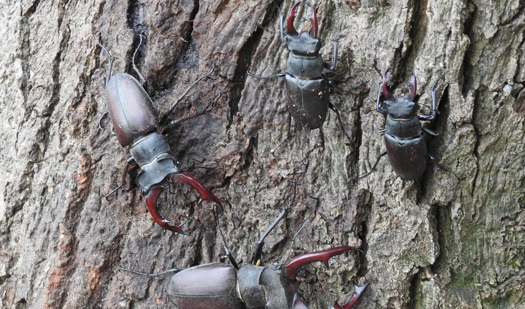 'Kuiertied' met Natuurhus Almelo.